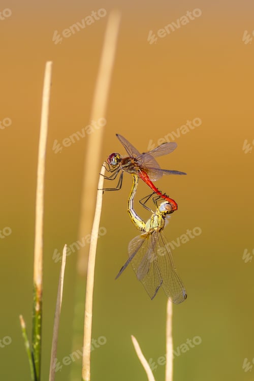 Preview: Couple Dragonfly. Bright Colors. Green Yellow Nature Background.