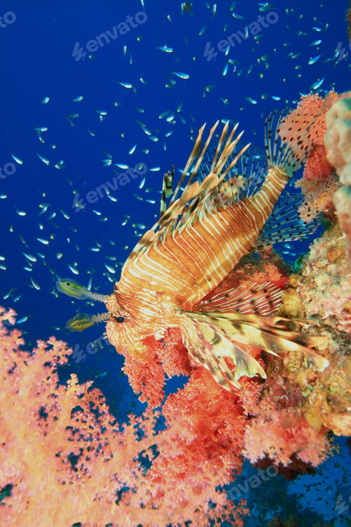 Preview: Lionfish, Soft Coral And Glassfish