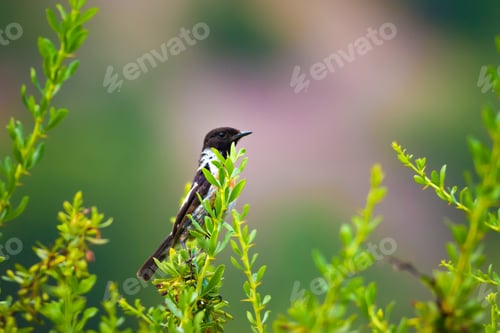 Preview: Cute Little Bird On Branch. Green Nature Background. Bird: European Stonechat. Saxicola Rubicola.