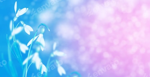 Preview: The First Delicate Spring Flower Snowdrop.