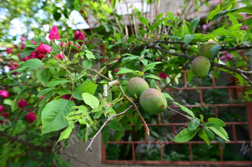 Preview: Chaenomeles Japonica (Japanese Flowering Quince) Branches With Ripening Fruits
