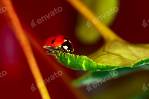 Preview: Cute Lady Bird. Natural Red Background. Ladybug.