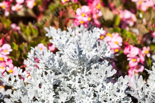 Preview: Senecio Cineraria And Begonia Semperflorens Plants In Botanical Garden