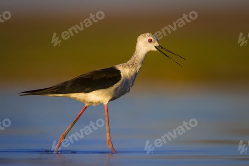 Preview: Water Bird. Colorful Nature Background. Bird: Black Winged Stilt. Himantopus Himantopus.