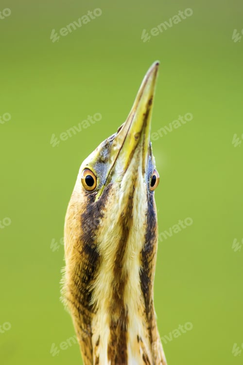 Preview: Cute Bird Portrait. Bird: Eurasian Bittern. Botaurus Stellaris. Green Nature Background.