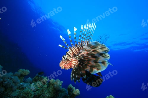 Preview: Lionfish
