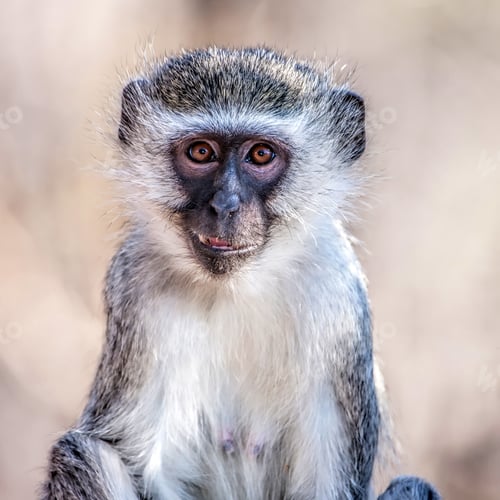 Preview: Vervet Monkey (Chlorocebus Pygerythrus) In Kruger National Park, South Africa