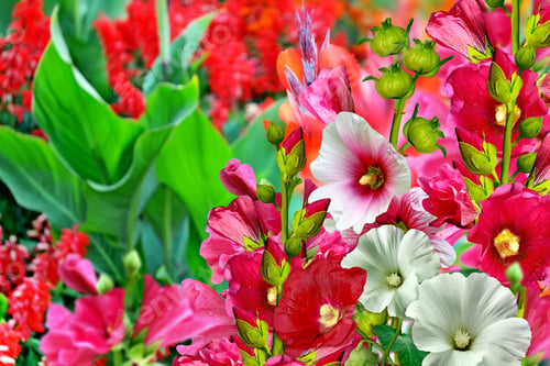 Preview: Summer Landscape. Flowering Branches Mallow. Beautiful Flowers