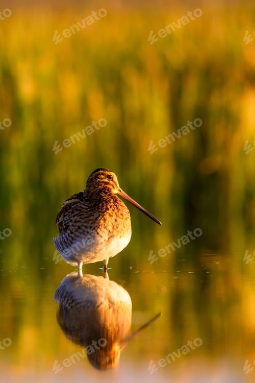 Preview: Sunset And Bird. Nature Background. Bird: Common Snipe. Gallinago Gallinago.