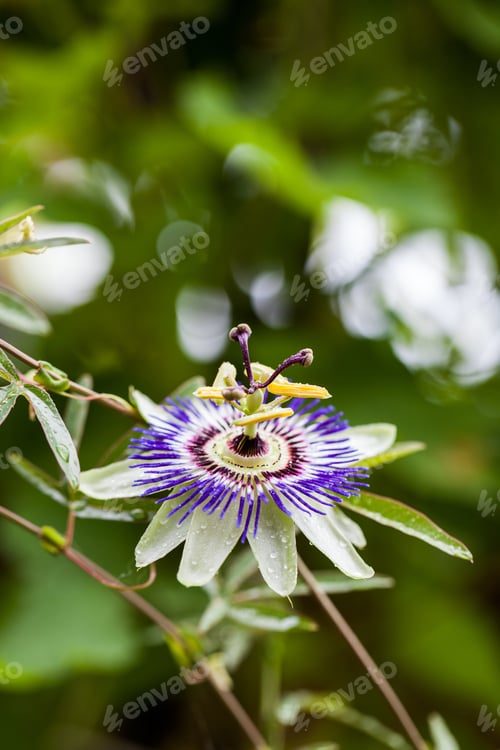 Preview: Passion Flower (Passiflora Incarnata) With Details