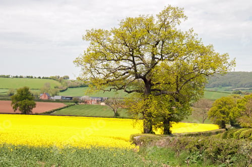 Preview: Canola Crops Growing In The English Summertime.