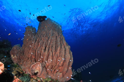 Preview: Barrel Sponge Coral And Fish In Ocean