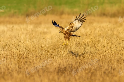 Preview: Bird Of Prey. Wild Bird Attack. Yellow Nature Grass Background. Bird: Western Marsh Harrier.