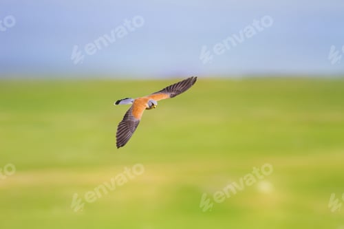 Preview: Flying Falcon. Nature Background. Lesser Kestrel / Falco Naumanni