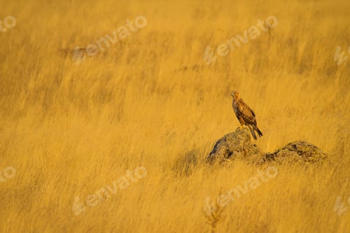 Preview: Hawk And Yellow Dry Grass Background.