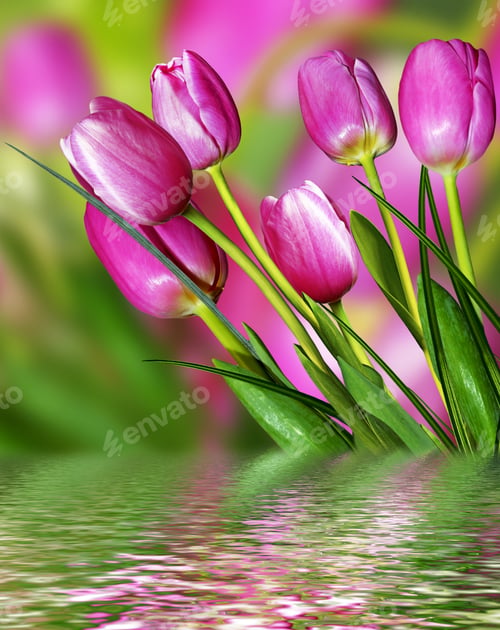 Preview: Pink Flowers Tulips
