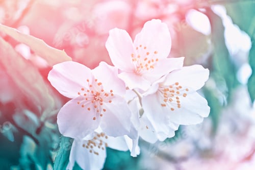 Preview: White Jasmine. The Branch Delicate Spring Flowers