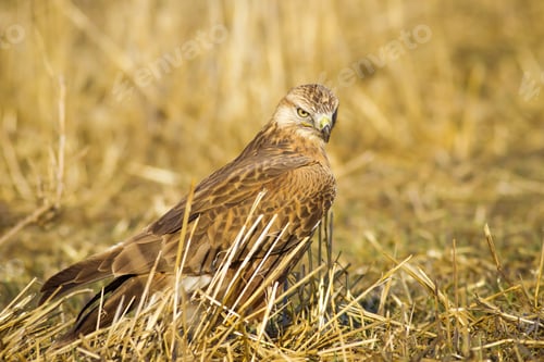 Preview: Wild Bird Hawk Dry Yellow Background Long Legged Buzzard / Buteo Rufinus
