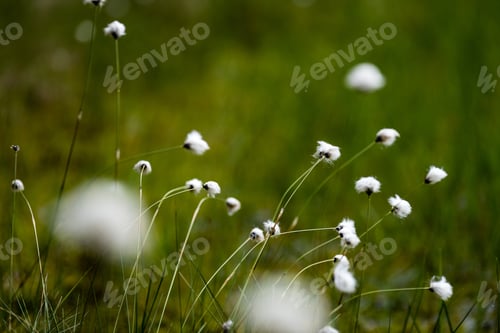 Preview: Spring First Fresh Green Grass In The Sunshine With A Drop Of Dew. Abstract Natural Background