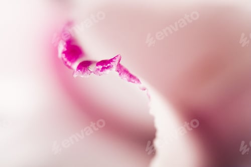 Preview: Abstract, Macro Shot Of Cyclamen Petals. Image Has Grain Texture Visible On Its Maximum Size