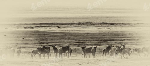 Preview: Vintage Style Image Of Wildebeests In The Ngorongoro Crater, Tanzania