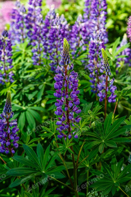 Preview: Lupinus Albus. Beautiful Purple And Blue Wild Flowers Of Lupinus