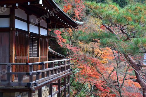 Preview: Japan Landmarks. Eikando Temple In Kyoto. Autumn Leaves In Japan.
