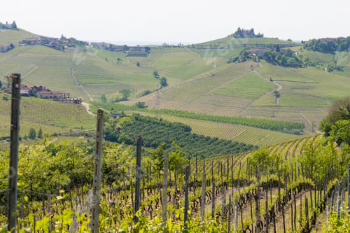 Preview: Beautiful Italian Landscape. Vineyards From Langhe Region,Italy Agriculture. Unesco World Heritage
