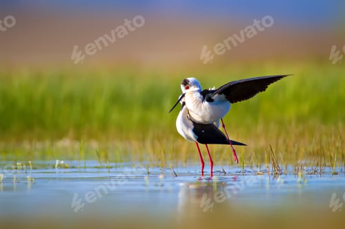 Preview: Romantic Birds. Blue Green Nature Background Black Winged Stilt