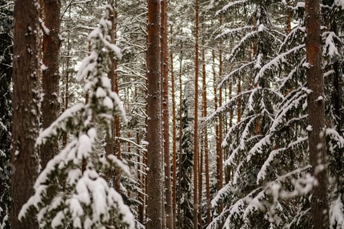 Preview: Winter Day In Forest, Trees Covered In Fresh White Snow. Spruce And Pine Tree