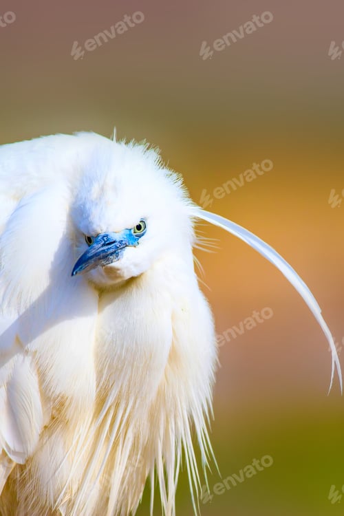 Preview: Cute White Bird. Heron. Nature Background.