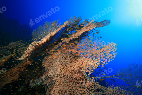 Preview: Coral Reef And Tropical Fish