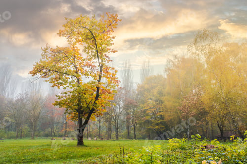 Preview: Oak Tree In Yellow Foliage On The Grassy Meadow. Mysterious Autumn Scenery In The Foggy Park