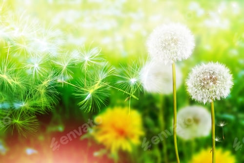 Preview: Fluffy Dandelion Flower Against The Background Of The Summer Landscape. Spring Flowers