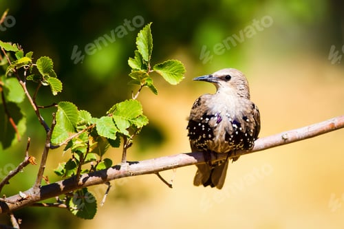 Preview: Cute Bird Starling On Branch. Green, Yellow Nature Background. Common Starling / Sturnus Vulgaris