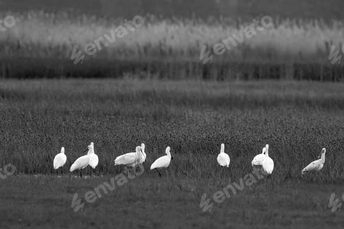 Preview: Herons. Black White Nature Background. Birds: Eurasian Spoonbill. Platalea Leucorodia.