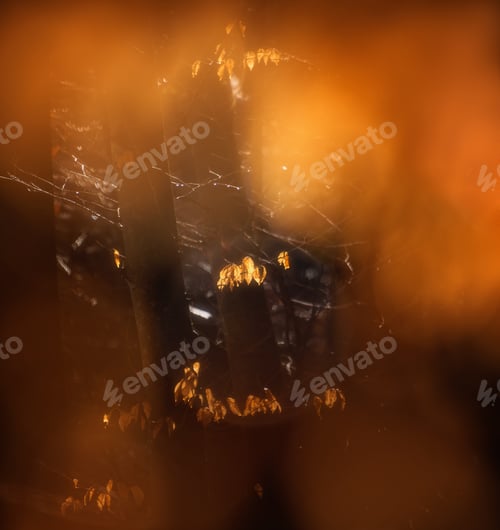 Preview: Autumn Morning In The Forest