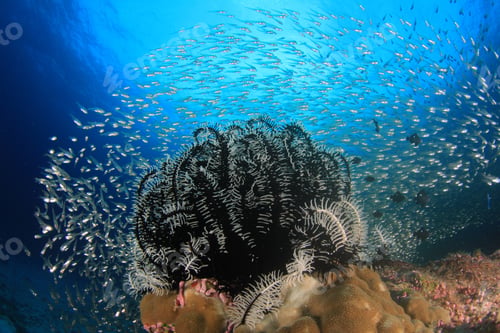 Preview: Coral Reef And Tropical Fish Underwater In Sea Ocean