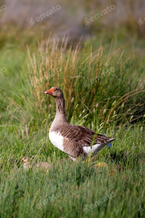 Preview: Goose Family. Green Nature Habitat Background. Birds: Greylag Goose. Anser Anser.
