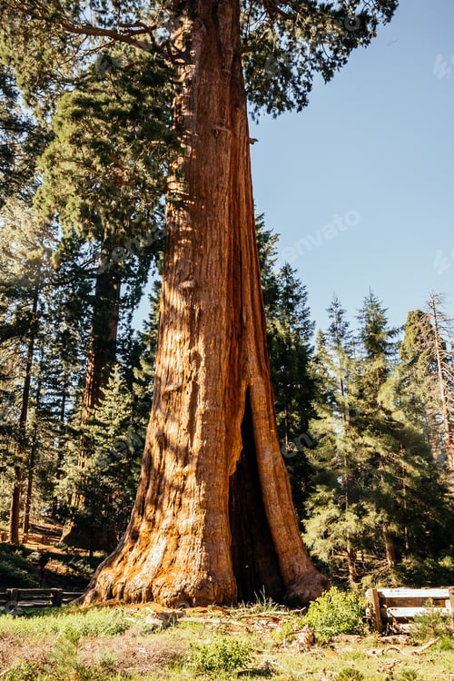 Preview: Trunk Of Giant Sequoias In California'S Forest Grove