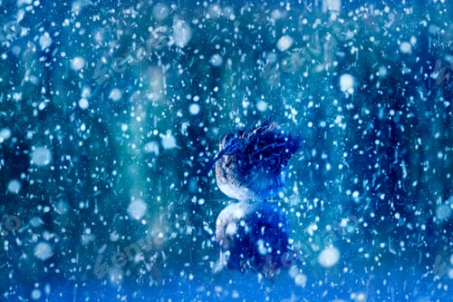 Preview: Winter Season And Birds. Falling Snow. Blue Nature Background. Common Snipe.