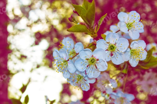 Preview: Blossoming Branch Cherry. Bright Colorful Spring Flowers