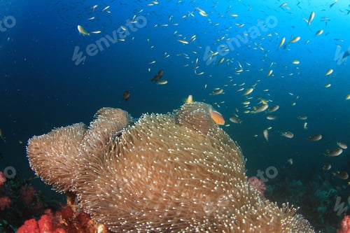 Preview: Coral Fish Underwater Ocean