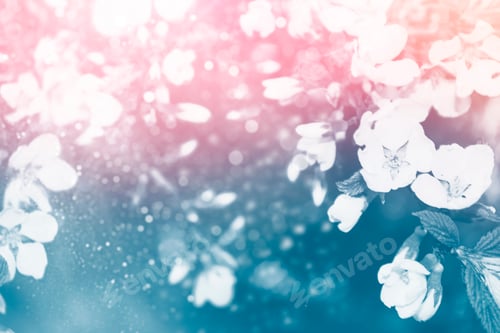 Preview: Blossoming Branch Cherry. Bright Colorful Spring Flowers. Beautiful Nature Scene