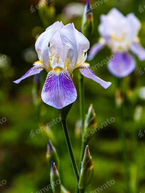 Preview: Iris In Spring Garden. White And Purple Flowers Of Siberian Iris In Natural Background