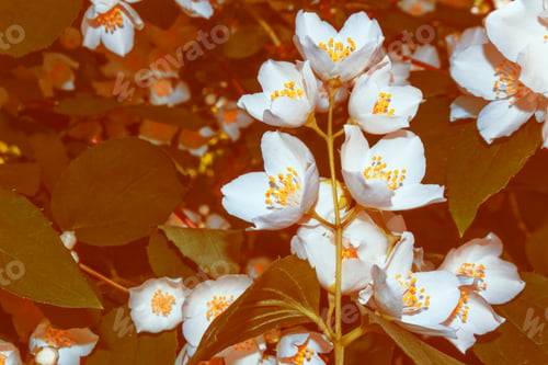 Preview: White Jasmine. The Branch Delicate Spring Flowers