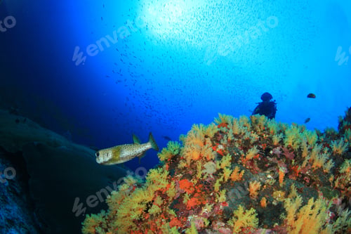 Preview: Scuba Divers Exploring Coral Reef With Fish