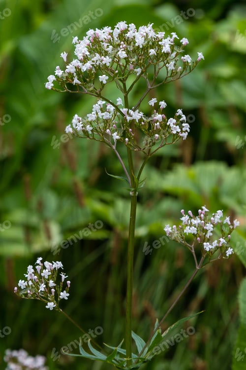 Preview: Valeriana Officinalis In Garden. Flowers Of Valeriana Officinalis. Cultivation Of Medicinal Plants