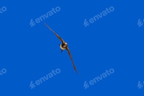 Preview: Flying Swift. Alpine Swift. Blue Sky Background.