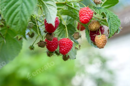 Preview: Lots Of Red Ripe Raspberries On Bush. Close Up Of Fresh Organic Berries With Green Leaves On